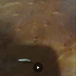 [드루와] ++<b>첵</b>스초코에서 구더기 나왔었는데(사진ㅇ