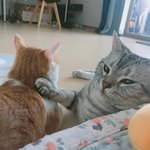 [고양이] <b>아미</b>랑치치랑22