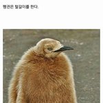 [명랑엽떡] <b>펭귄</b>의 털갈이