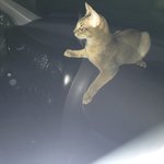 [개깊은빡침] 저희집 아파트 지하주차장에 한<b>주민</b>이 차안에서 고양이를...