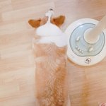 [강아지] <b>웰시</b>코기 뚝딱이 철푸덕모음(사진재업)