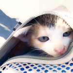 [고양이] 우리<b>나비</b>예요:)