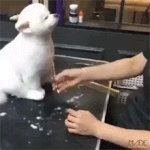 <b>늠름</b>하개