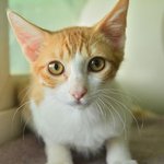 [고양이] <b>아카</b>/코숏(치즈태비)/남아/3개월추정  *아직은 겁이...