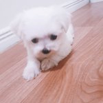 [드루와] 얘드라 나 강아지키운다!!!!!!!!!!!!