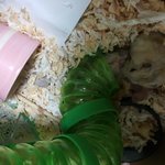 <b>북문</b>이 앞니를 잘라주고서나서 합사는~~~