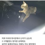 펌) 저희 아파트 지하주차장에 한<b>주민</b>이 차안에서 고양이를 길러요