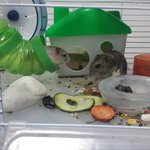 새끼는 햄스터의 입을 통해서 <b>수분</b>을 공급받는다~