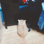 [고양이] 친구집 졸귀탱 아깽이 네 <b>마리</b>  (데이터주의)