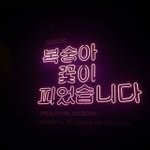 콘서트 질문은 <b>팬톡</b>에서 해두 되지?