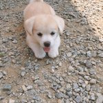 <b>절미</b> 너무커엽