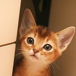 [댓글부탁해] 연예인 <b>집사</b> 누구 있어?