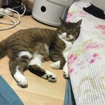 [고양이] 두부라는 아이입니다 2