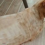[댓글부탁해] 이고양이 털미는데 ㅈㄴ<b>얌전</b>하네