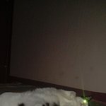 [고양이] 귀여워서 <b>플래시</b>켜놓고 찍었는데...