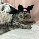 [고양이] <b>세균</b>맨같은 냥냥이들ㅎㅅㅎ