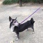 [방탈죄송] 청주시보호소에서 개를 <b>냉동고</b>에 넣어 얼려죽였습니다