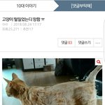 [댓글부탁해] 나 고양이사진 도용해서 톡<b>선간</b> 사람인데 소름돋았음ㅋㅋㅋㅋㅋㅋ
