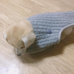 [댓글부탁해] 얘들아 불법촬영/야동 청원 한번만 해줘! 2만명 남았어...