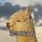 [댓글부탁해] 얘더라 유리아주 립밤 어디서사