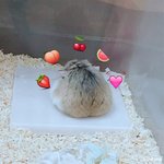 [조언부탁해] 저의 반려<b>동물</b>이 이제 갈때가 된것같아요..