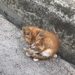 아기고양이 자꾸 <b>차도</b>로가서