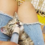 [고양이] 허리<b>골절</b> 아깽이