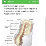 [댓글부탁해] 너네 머리카락 죽은 <b>세포</b> 아닌거 앎?