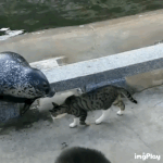 냥<b>아치</b>