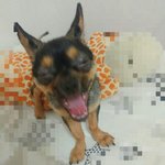 [댓글부탁해] 이 강아지 이름 <b>앵두</b>임?ㅋㅋㅋㅋ