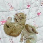 아<b>방방</b>하거나 벌룬핏인 후드/후드집업