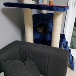 [고양이] [행운<b>아리</b>] <b>아리</b>가 우리집 둘째가 되던날..!