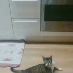 울집 고앵이 <b>소두</b>지않냐