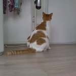 나의 동거묘 도칠이 끝나가는 여름 일상들..