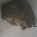 동물보호소에서 끔찍한 일이 생기고 있어요 도와주세요