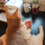 유기묘 <b>보호</b>소의 일상