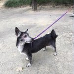 [방탈죄송] 청주<b>시보</b>호소 사람들 더 열받네요!