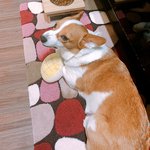 [강아지] 우리집 웰시코기 특징