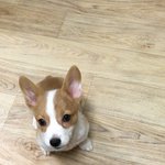 [강아지] 우리집 웰시코기 특징 -2