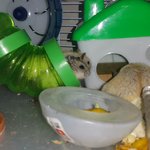 어제 또 새끼한마리가 잡아먹히고~~~