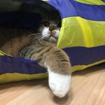 [고양이] 두부라는아이에요3
