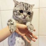 <b>집사</b>
