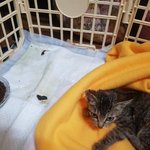 [강아지] 허리골절 냥냥이 소식