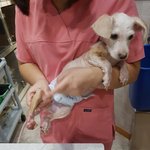 [강아지] 파보를 이겨낸 3개월 꼬맹이