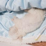요눔<b>시끼</b> 까불다가 다시 잔다