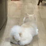 [댓글부탁해] 우리집강아지 <b>뒷태</b>미친다