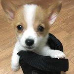 [강아지] 우리집 <b>웰시</b>코기 특징 -3