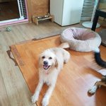 [강아지] 김제보<b>호소</b> 사상충 아이들 소식입니다