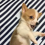 [강아지] 우리집 웰시코기 특징 - 4