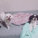 우리집 댕댕이들 보고 힐링하세요 ^^